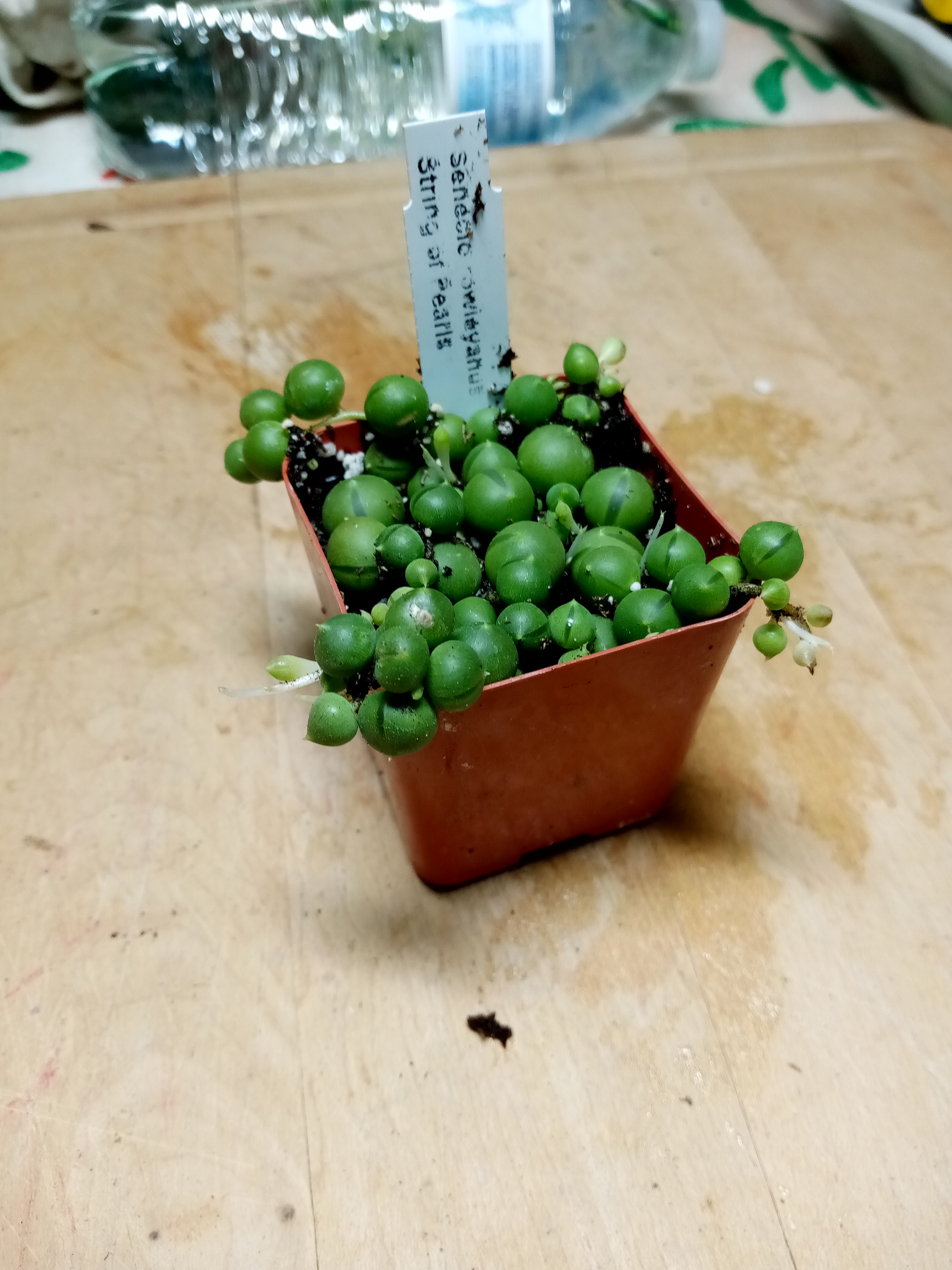 Senecio rowleyanus - String of Pearls.jpg